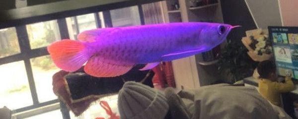 給龍魚買的小魚怎么消毒好 龍魚百科 第3張 給龍魚買的小魚怎么消毒好 給龍魚買的小魚怎么消毒好 龍魚百科 第3張