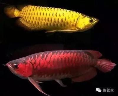 龍魚不往上游是什么原因造成的