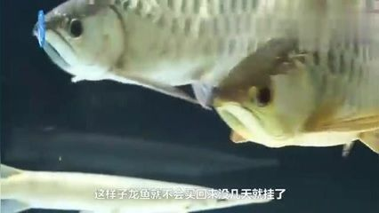 家里龍魚突然死了好不好呀
