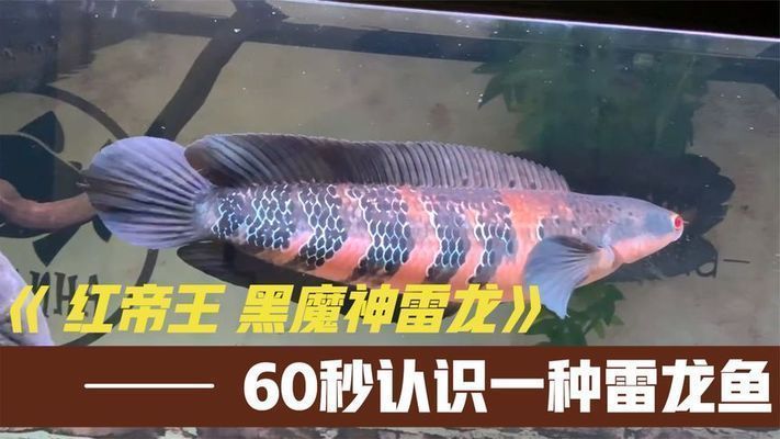 紅帝王雷龍魚怎么區分公母圖解大全
