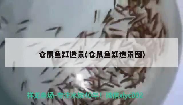 柱形魚缸造景圖片大全欣賞：柱形魚缸什么牌子質量好