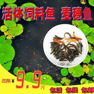 紅龍魚吃泥鰍還是麥穗魚好