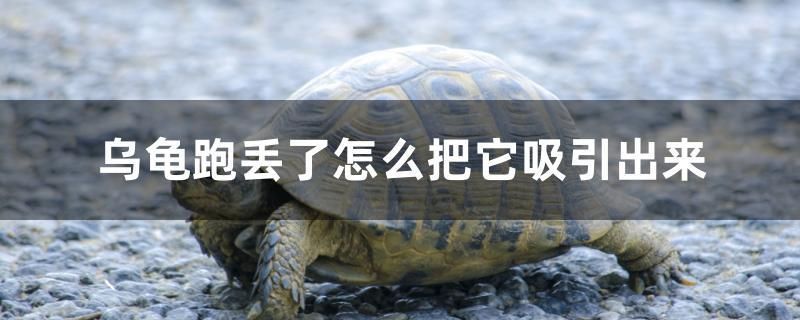 怎么往魚缸里加二氧化碳呢（魚缸里加二氧化碳用什么設(shè)備）