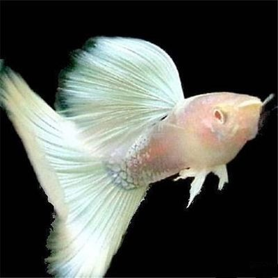 定制魚缸柜子效果圖大全(定制魚缸和成品魚缸哪個好)