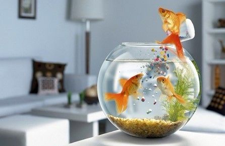 龍魚的飼料虎魚吃嗎