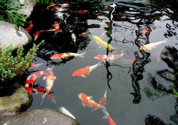 紅龍魚最好喂什么飼料長得快 紅龍魚最好喂什么飼料長得快 龍魚百科 第2張