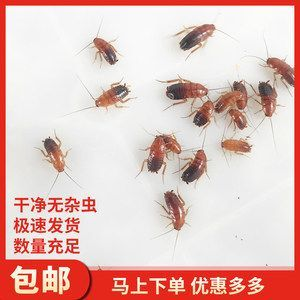 紅龍魚怎么喂魚蝦都不吃食