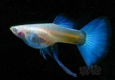 能和龍魚混養的清潔魚品種是什么（適合與龍魚一起養的清潔魚品種）