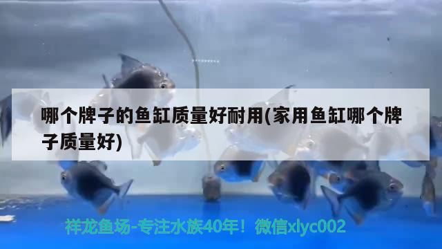 魚缸魚糞便怎么分解（魚缸魚糞便怎么分解視頻）