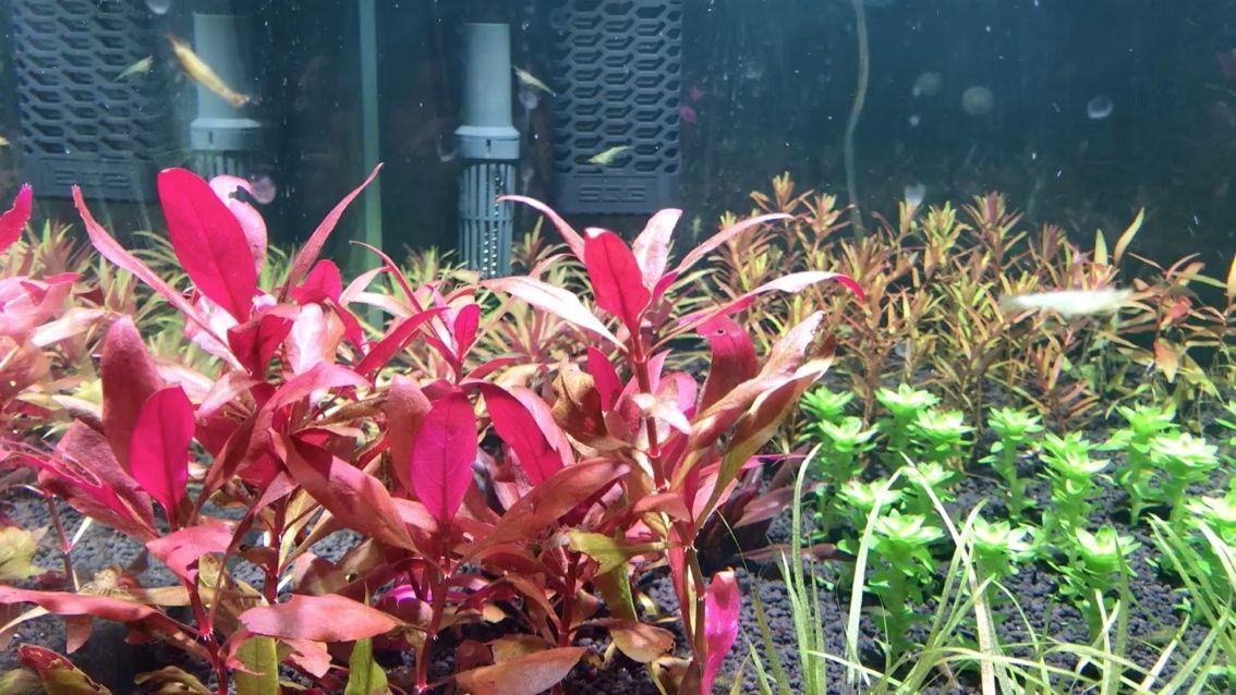 大連58同城二手魚缸轉讓信息大全(大連58同城二手魚缸轉讓信息大全最新)