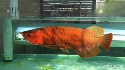 龍魚的魚缸有沒有必要用殺菌燈