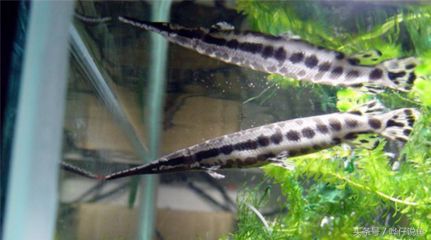 龍魚的飼養條件有哪些好