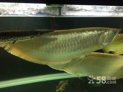 20多厘米的龍魚半年長多少