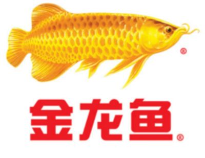 金龍魚研究報告怎么寫，如何撰寫金龍魚研究報告