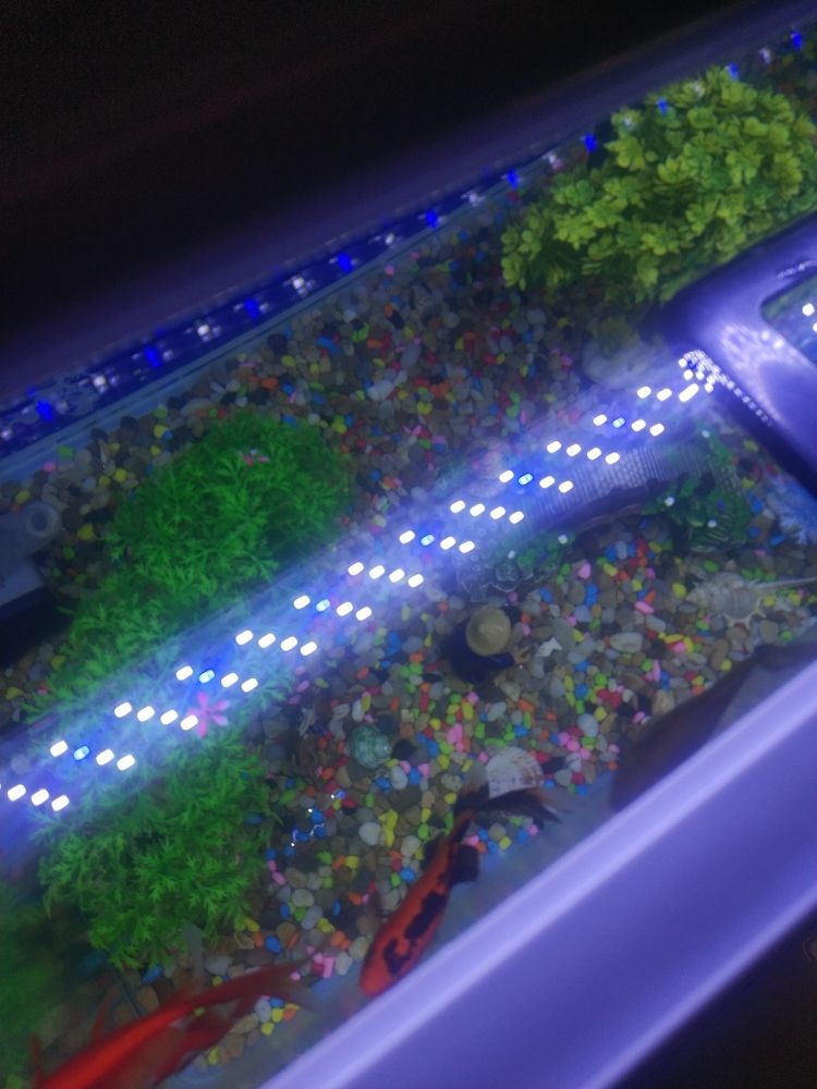 魚缸里怎么養(yǎng)鱖魚和鱸魚（水缸養(yǎng)鱖魚）
