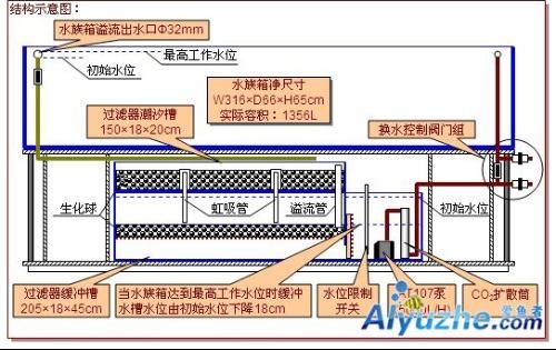 古典藍底高背金龍魚
