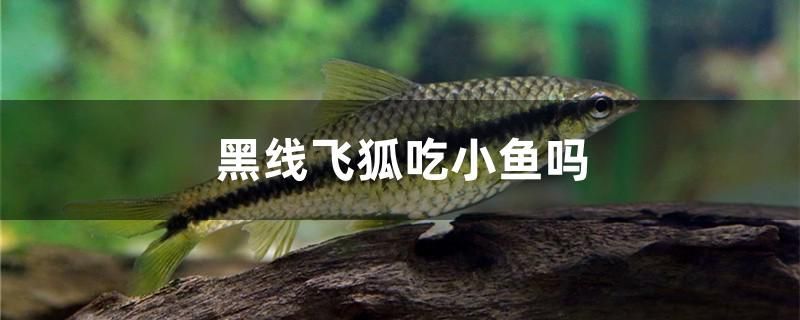 浮石魚缸造景效果圖片大全 浮石放魚缸里對魚好嘛
