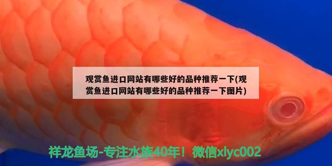 如何給魚缸制氧（魚缸的制氧機怎么制作）