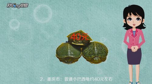 白化巴西龜品種的市場價(jià)格，白化巴西龜市場價(jià)格相對(duì)較高，