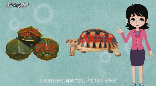 白化巴西龜品種的市場價(jià)格，白化巴西龜市場價(jià)格相對(duì)較高，