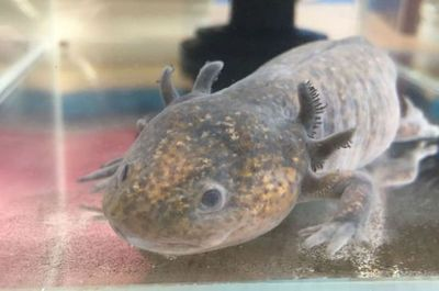 龍魚吃得少是什么原因引起的