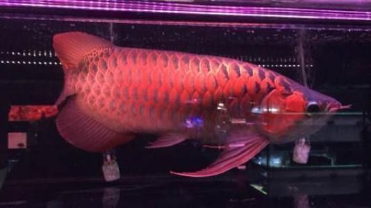 龍魚常見品種飼養參考文獻大全最新版