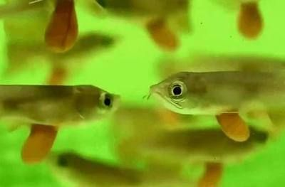 金龍魚幼苗養殖基地地址查詢，如何查詢金龍魚養殖基地地址