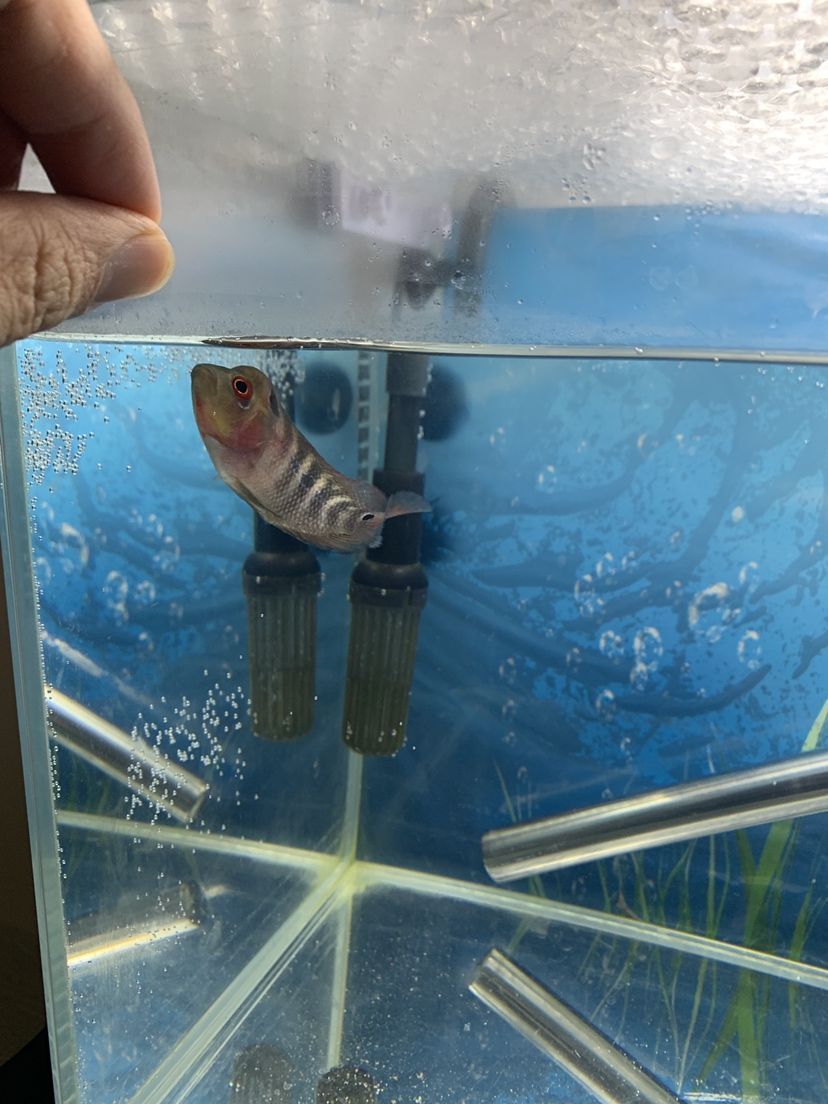 舊魚缸可以送人用嗎有什么忌諱（舊魚缸送人有什么忌諱賣掉影響風水嗎）