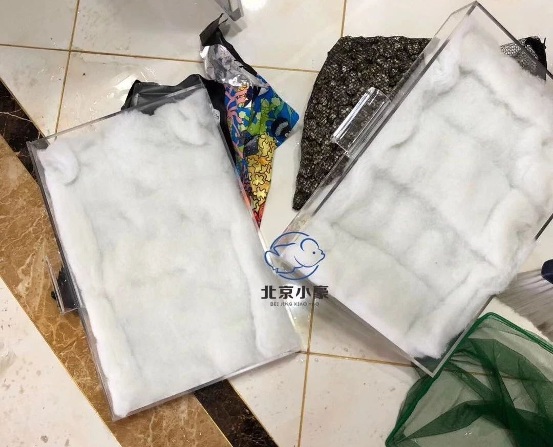 觀賞魚批發app：觀賞魚批發市場進貨渠道