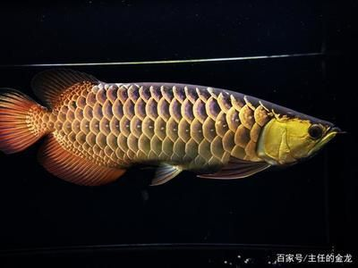 金龍魚古典是什么意思