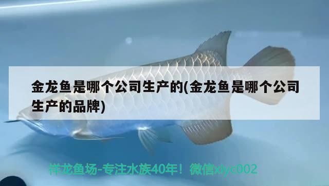 龍魚一年長幾厘米(龍魚一年能長幾厘米)