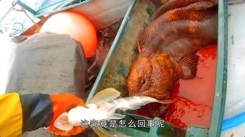 龍魚不動是怎么了