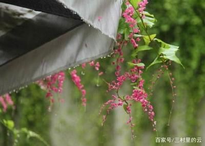 金龍魚(yú)擺件的風(fēng)水作用與禁忌