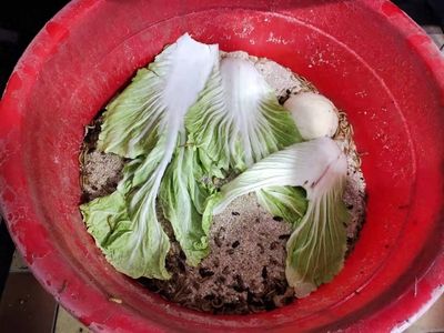 龍魚掉眼會不會死了呀