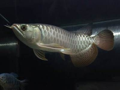 金龍喂魚肉可以嗎