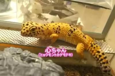 龍魚都有哪些品種的