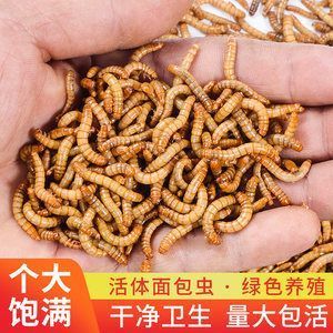 金龍魚能吃大麥蟲嗎