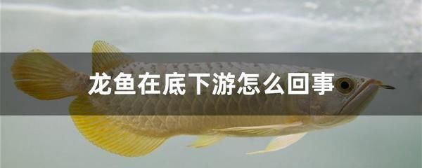龍魚不愿意游動的原因是