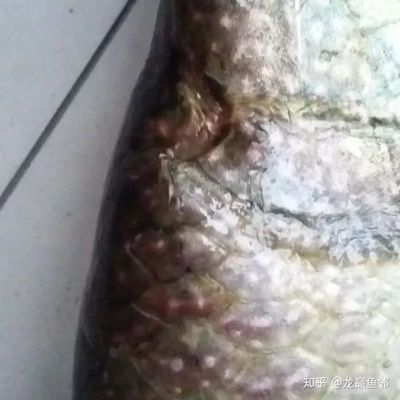 龍魚暴斃原因有哪些方面的問題和建議