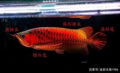 龍魚的祝福