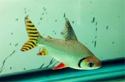 魚缸放在床頭柜上好不好 魚缸放到床頭旁柜子上好嗎