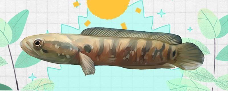 七星魚和龍魚養(yǎng)一起，七星魚和龍魚可以一起養(yǎng)嗎？