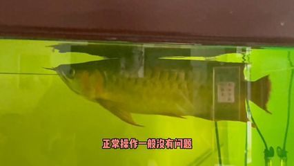 金龍魚(yú)尾巴有黑點(diǎn)