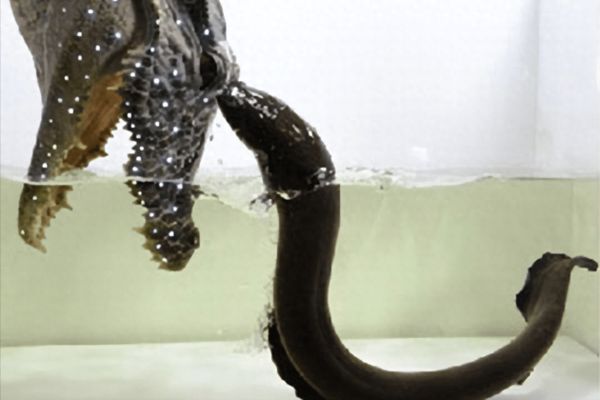 龍魚吃錦鯉好還是草魚好