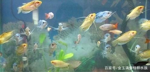 錦鯉能和龍魚一起混養嗎水溫度高嗎