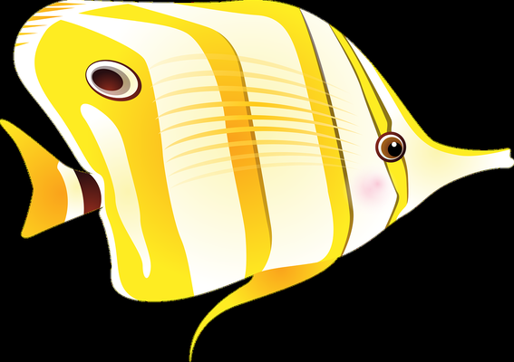 極品古典藍(lán)金龍魚價(jià)格多少