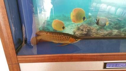 龍魚不游是怎么回事兒呢