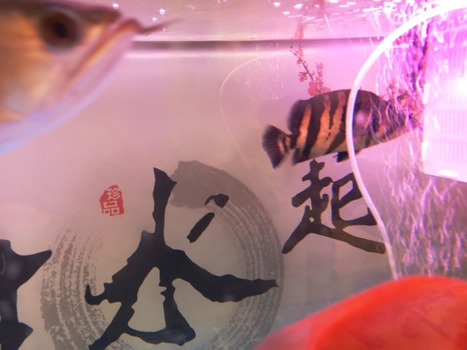 哪里有專門賣中型或大型的魚缸賣呢（大魚缸在哪買）