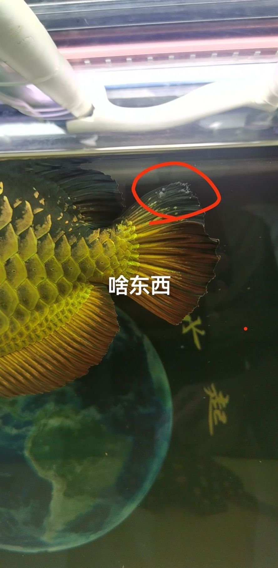 龍魚濾材推薦品牌有哪些 龍魚 濾材