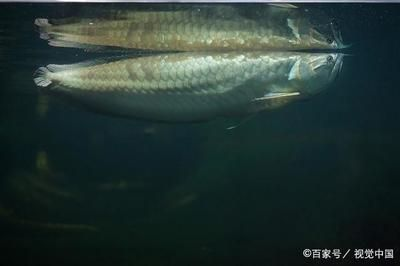 龍魚(yú)側(cè)翻了游不穩(wěn)